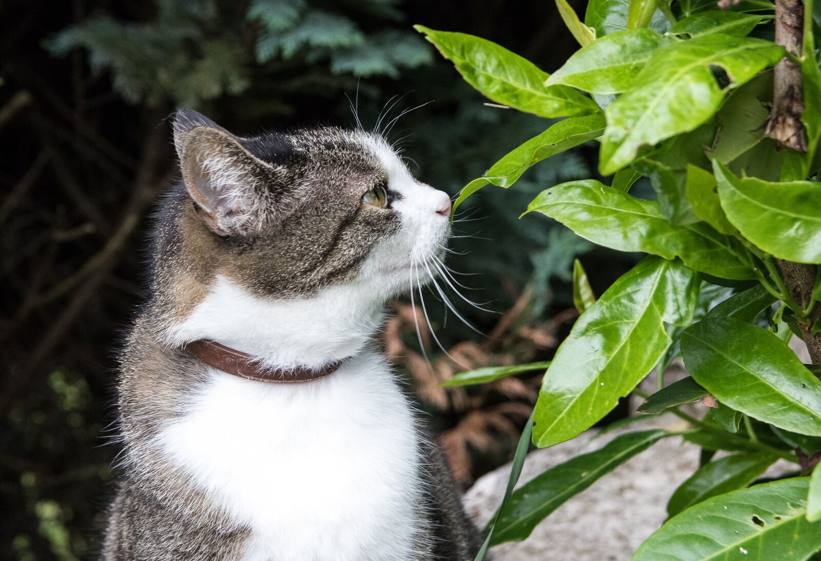 Canon EOS 80D sample photo. Cat, domestic cat, animal photography