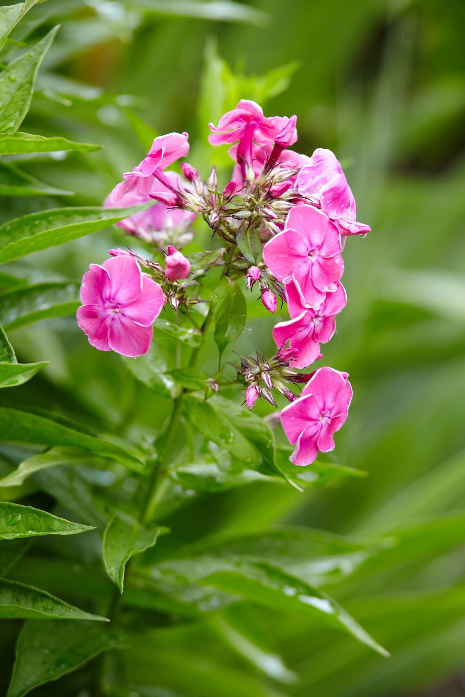 Canon EOS 5D Mark II sample photo. Flower, nature, flowers photography