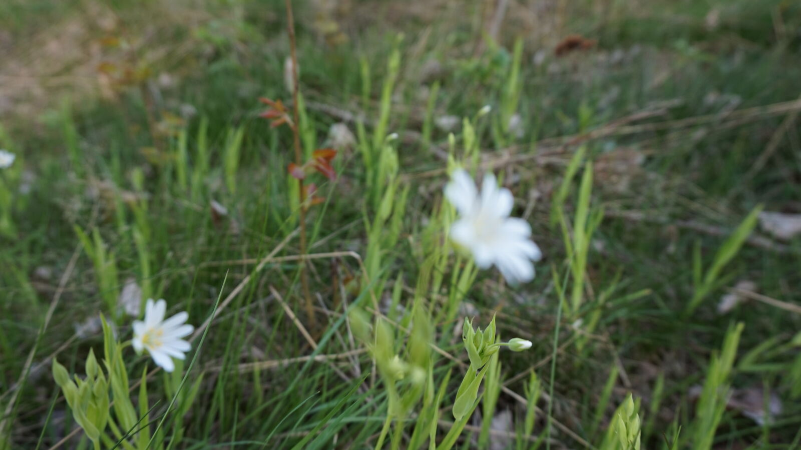 Sony E 16-50mm F3.5-5.6 PZ OSS sample photo. Bush, flowers, garden, leaves photography