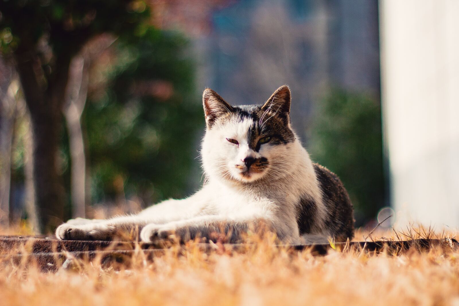 Canon EOS 60D + Canon EF 50mm F1.8 STM sample photo. Nature, animal, mammal photography