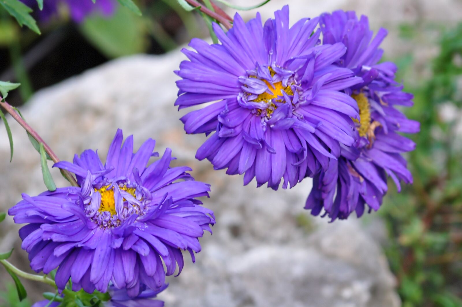 Nikon D5000 sample photo. Flower, nature, macro photography