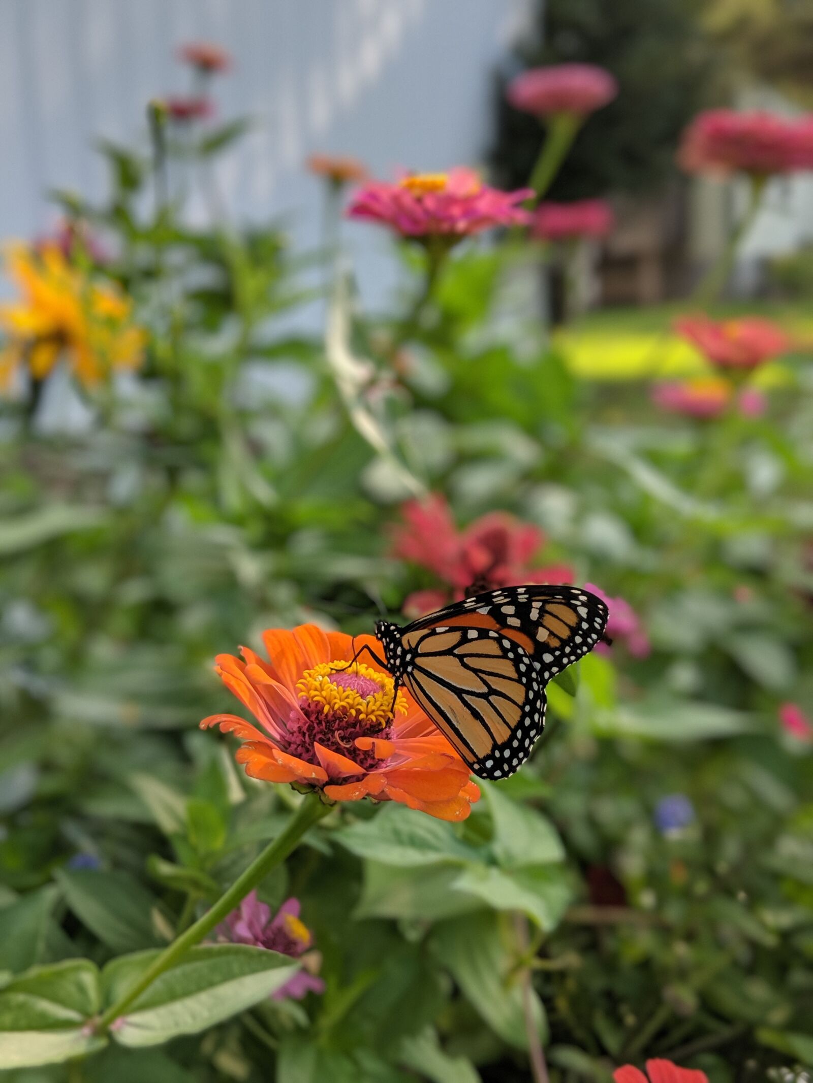 Google Pixel 2 sample photo. Garden, organic, grow photography