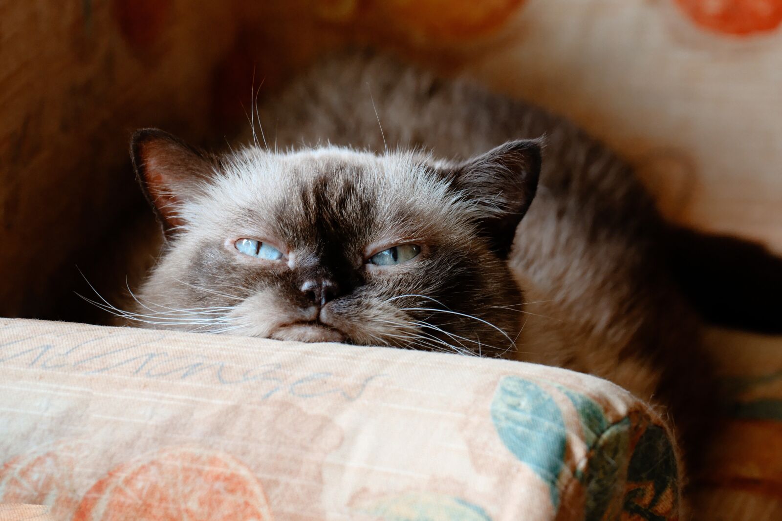 Nikon D7200 sample photo. Cat, british shorthair, domestic photography