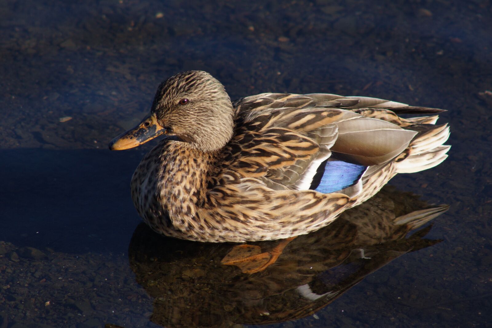 Sony SLT-A77 sample photo. Duck, pond, wading photography