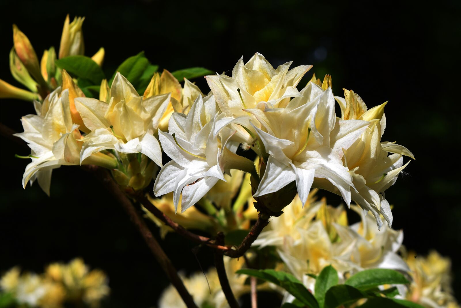 Nikon D3300 sample photo. Flower, flora, leaf photography