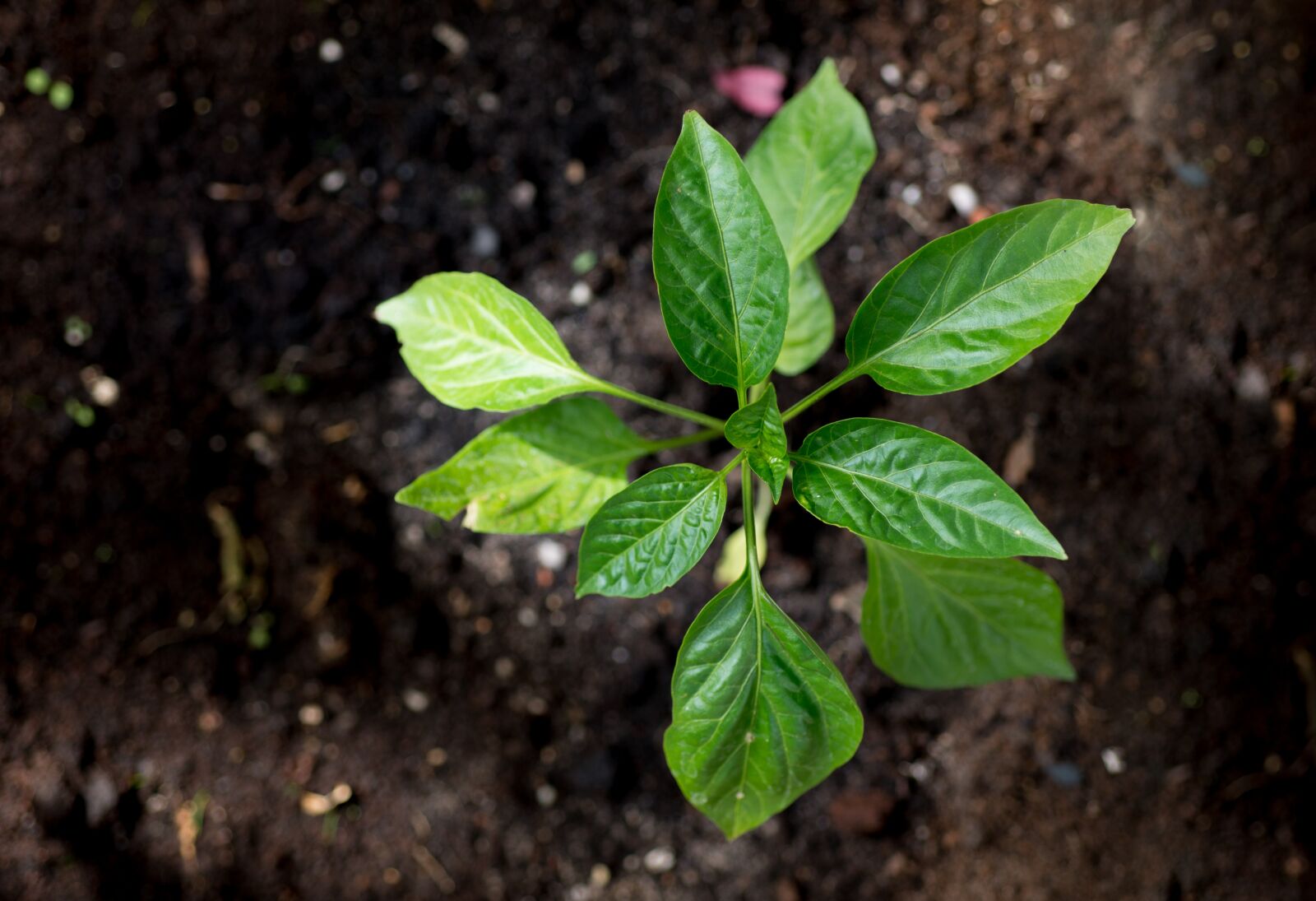Nikon D610 sample photo. Young, plant, paprika photography