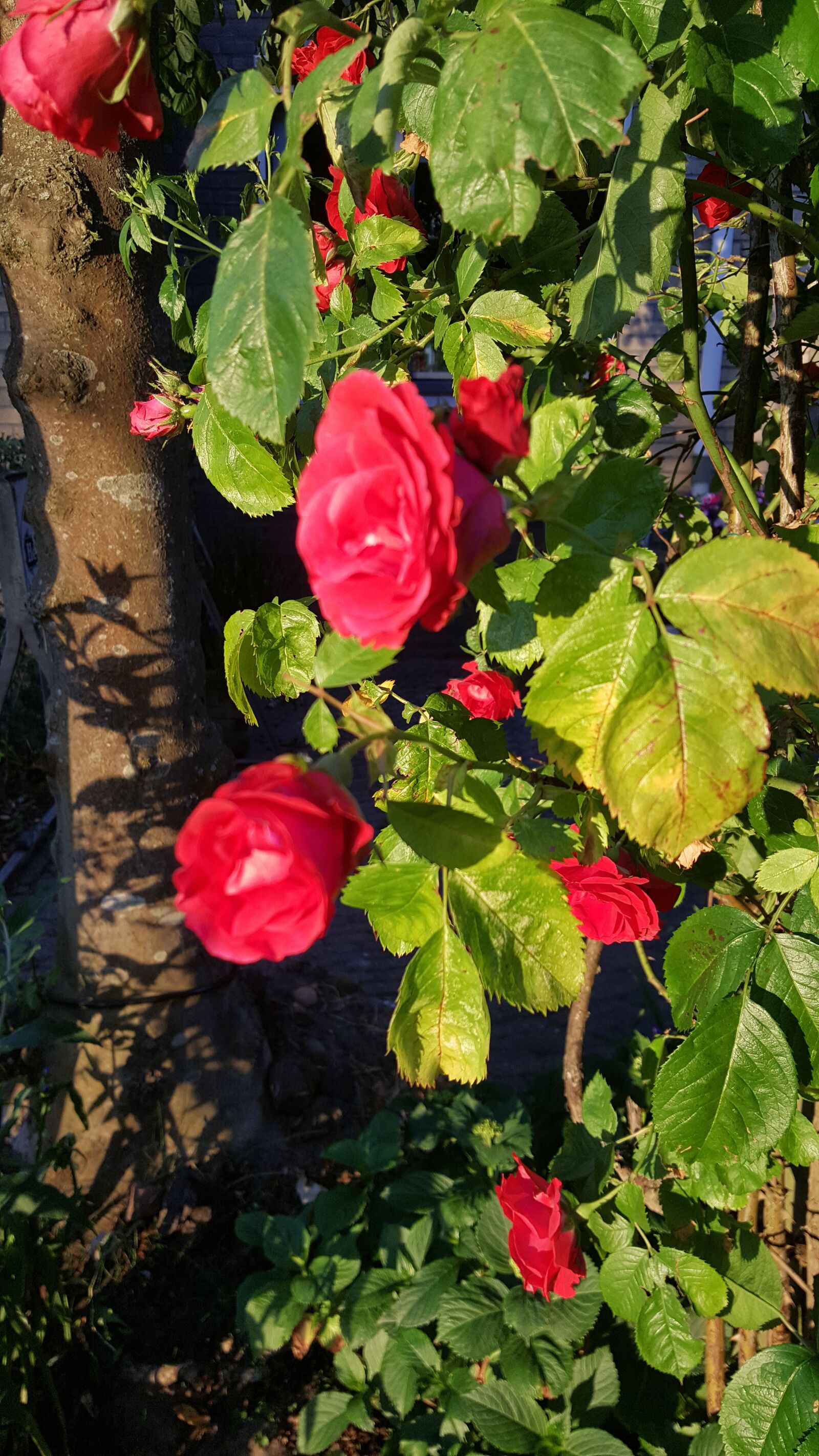 Samsung Galaxy Note5 sample photo. Leafy roses, red flowers photography