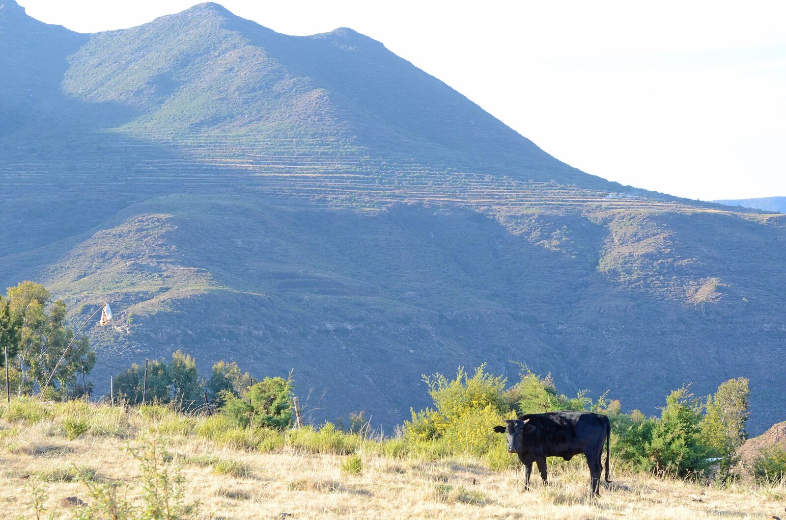 Nikon D7000 sample photo. Malealea, lesotho, cow photography