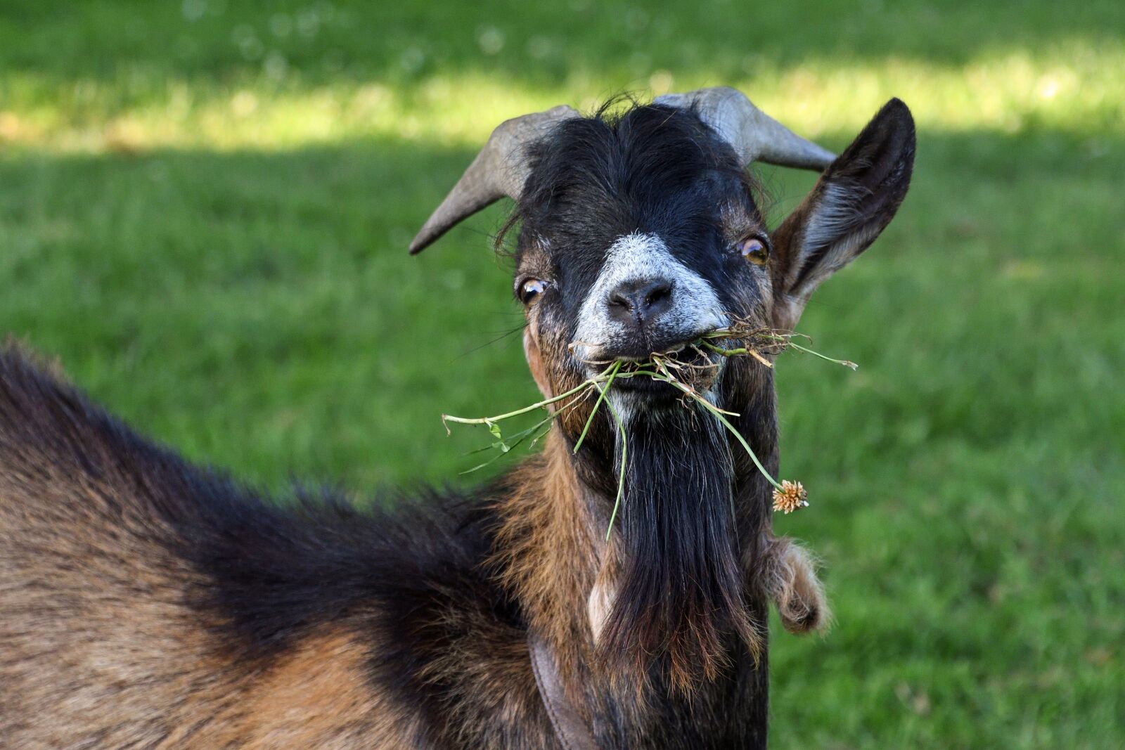 Nikon D500 sample photo. Goat, young, eat photography