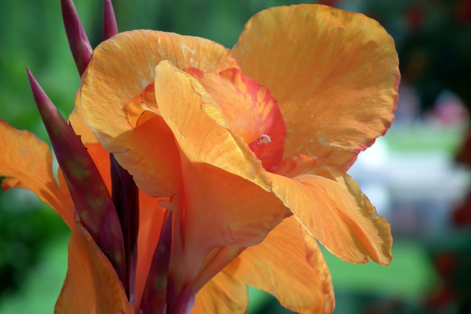 FujiFilm FinePix HS10 (FinePix HS11) sample photo. Lily, flowers, floriade photography