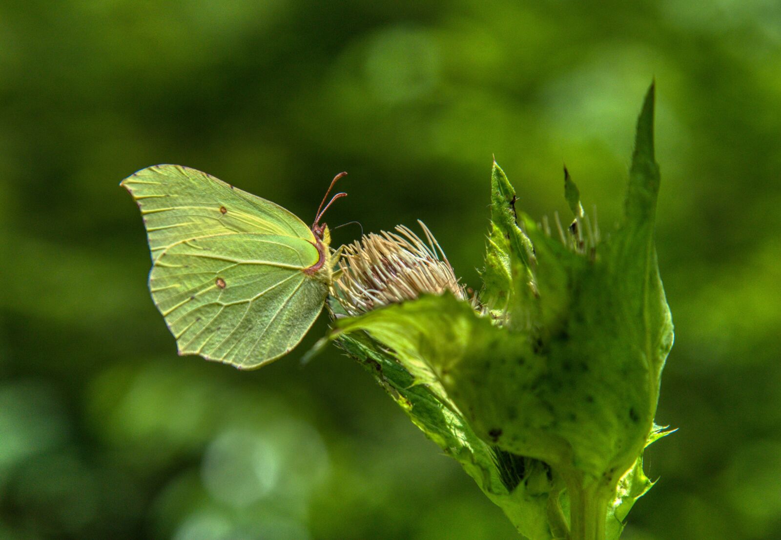 Nikon D750 sample photo. Gonepteryx rhamni, butterfly, insect photography