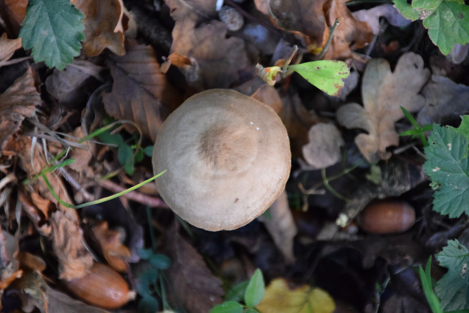 Nikon D5300 sample photo. Nature, fall, mushrooms photography