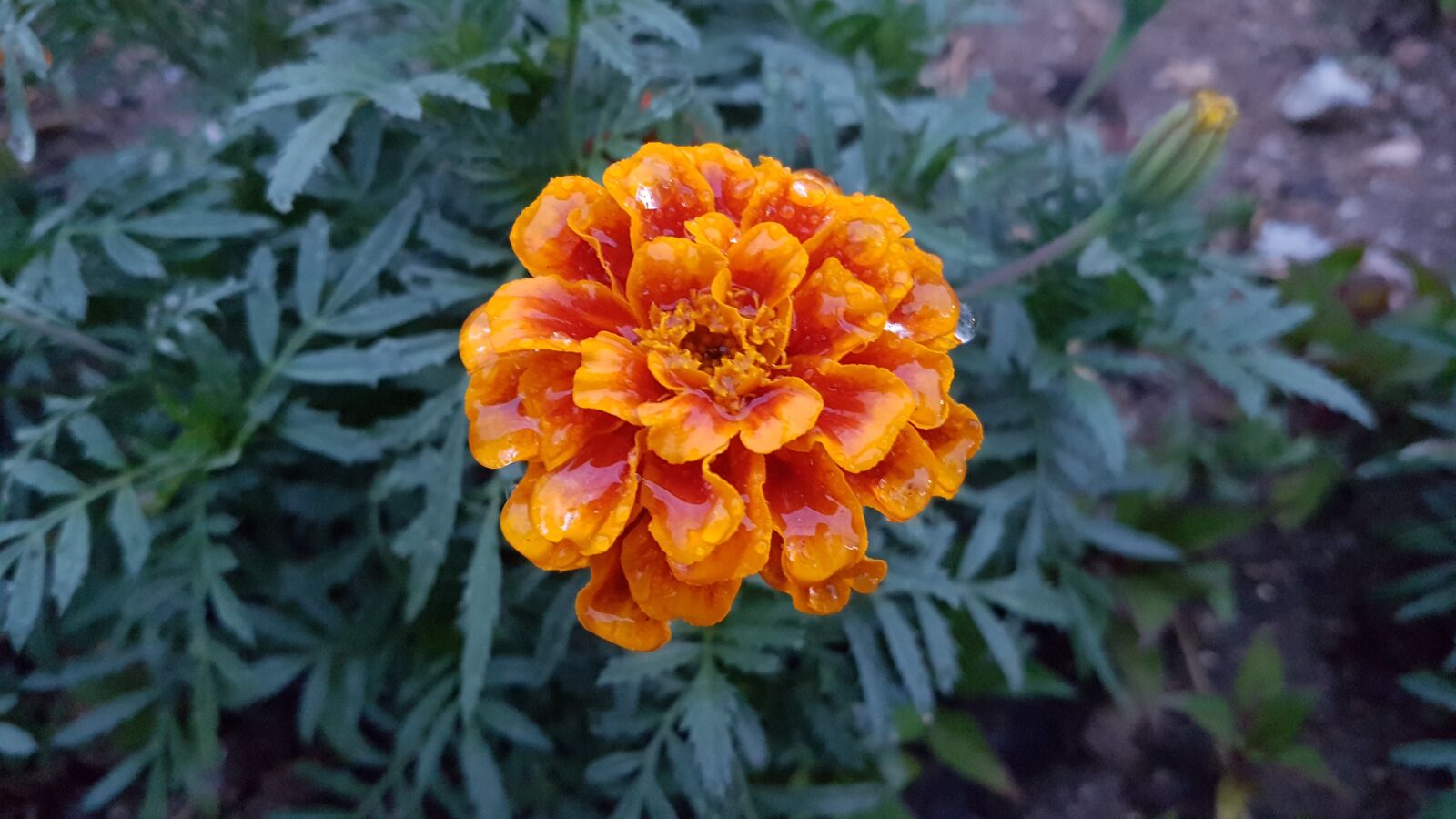 Samsung Galaxy S7 sample photo. Orange flower, flower, orange photography