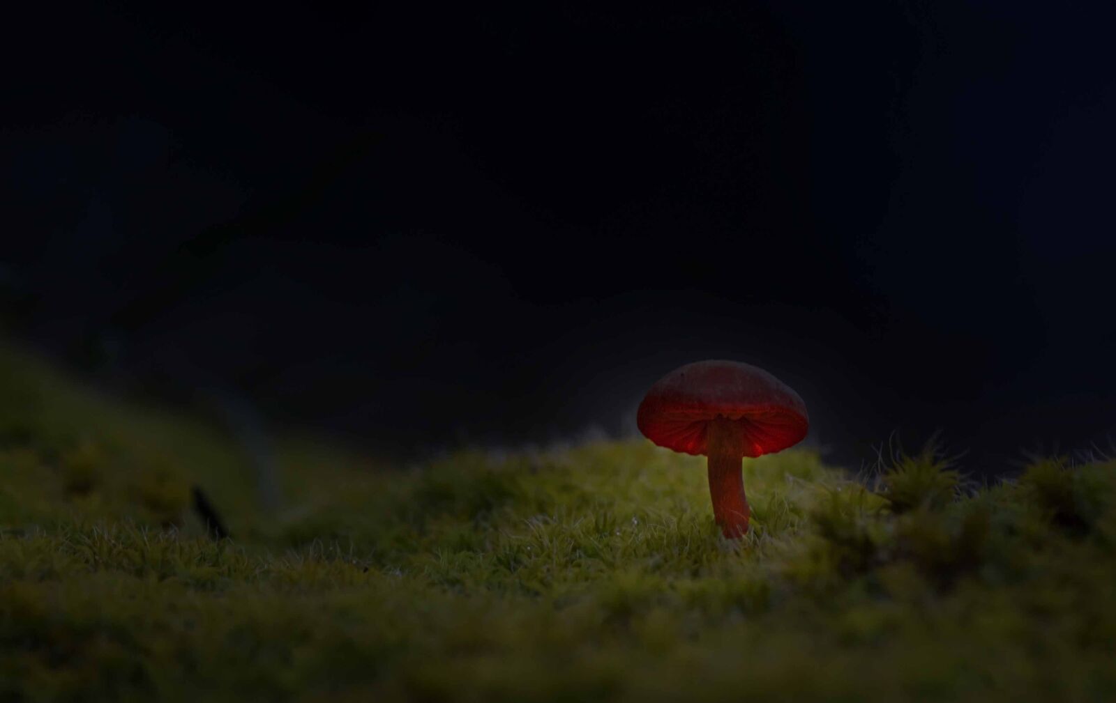 Nikon D750 sample photo. Mushrooms, plant, forest photography