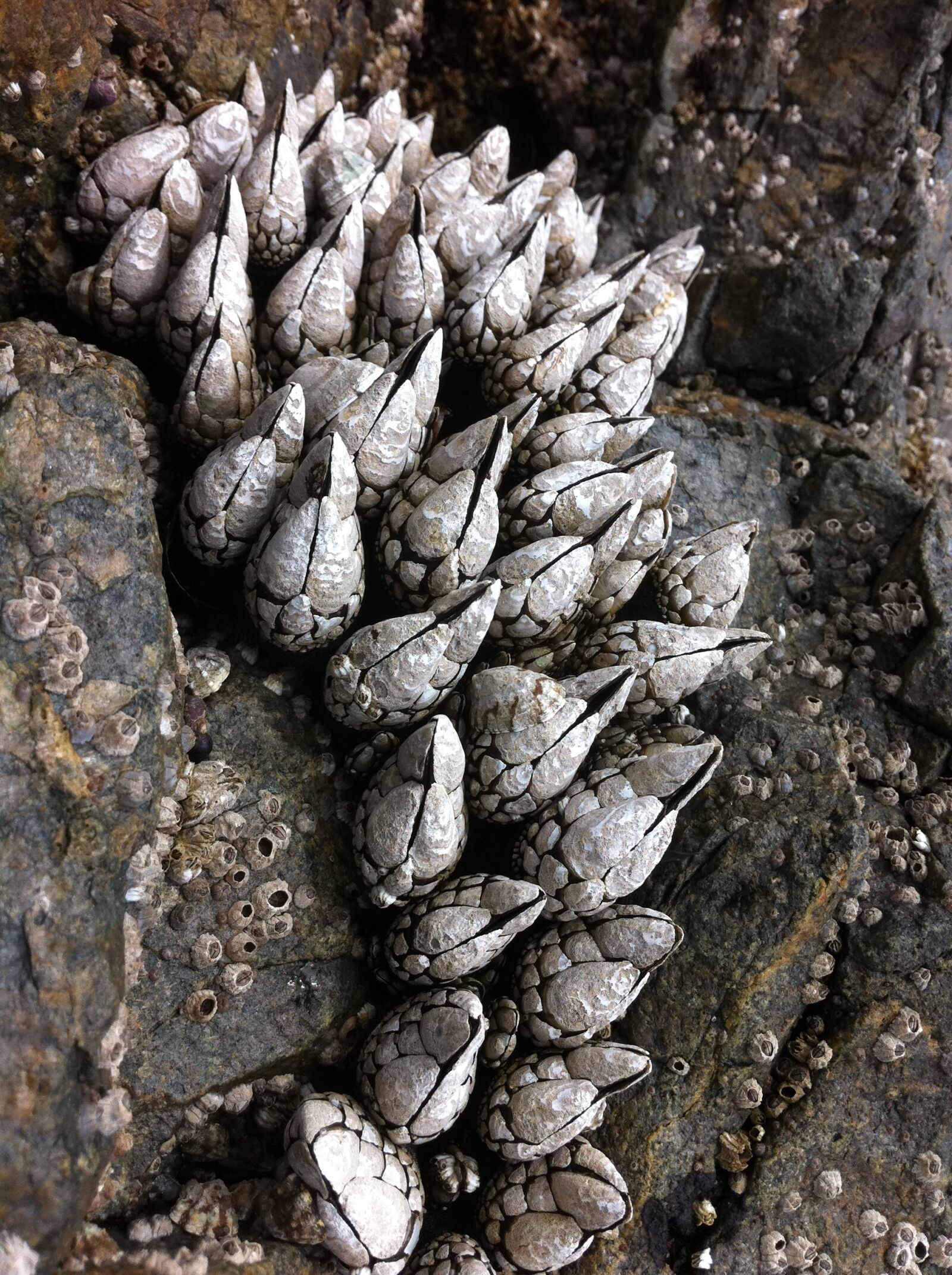 Apple iPhone 4 sample photo. Rocks, beach, low tide photography