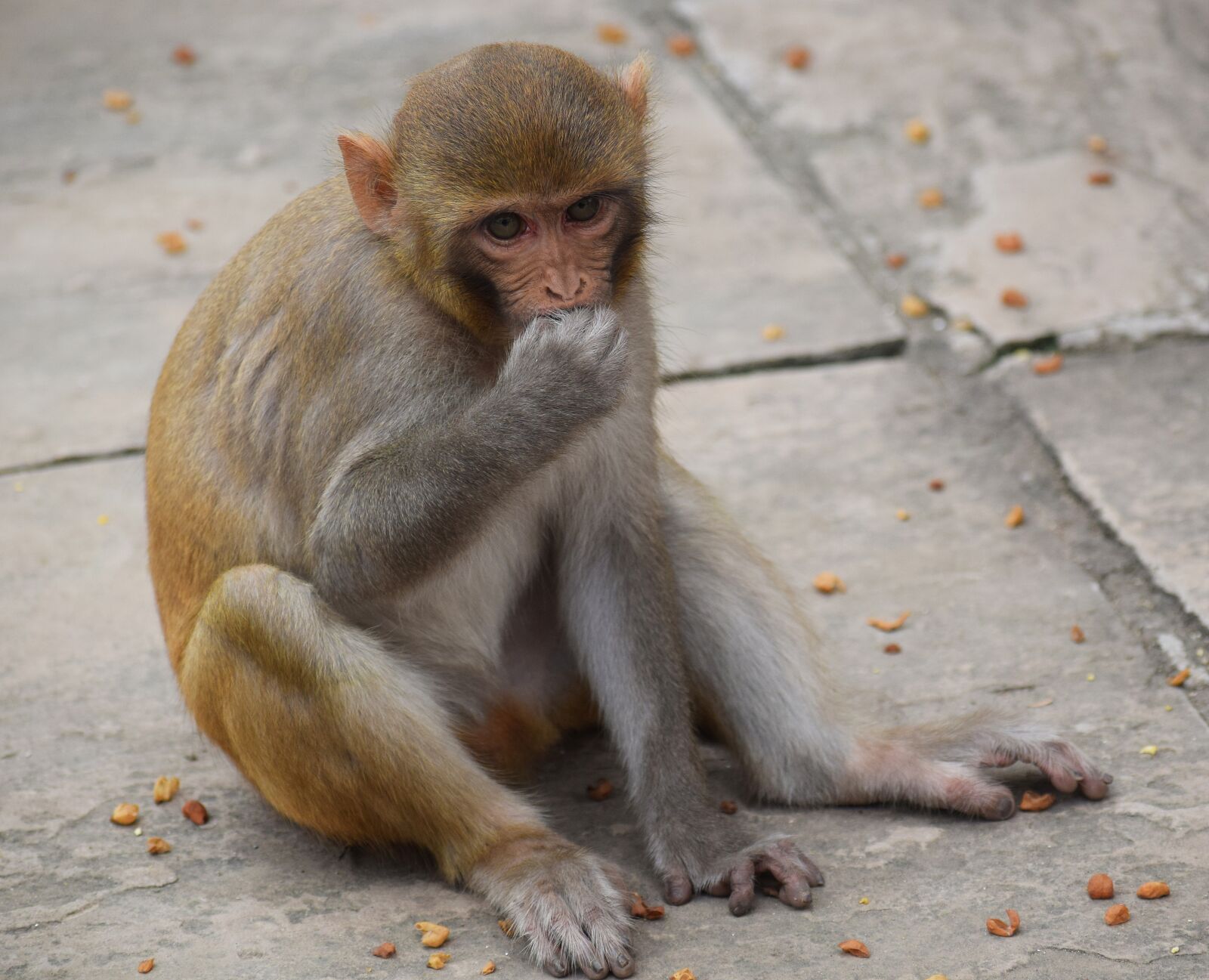 Nikon D3300 sample photo. Monkey, eating, animal photography