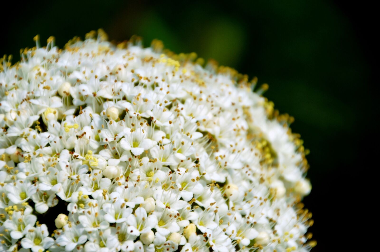 Nikon D3200 sample photo. Viburnum lantana, high bush photography