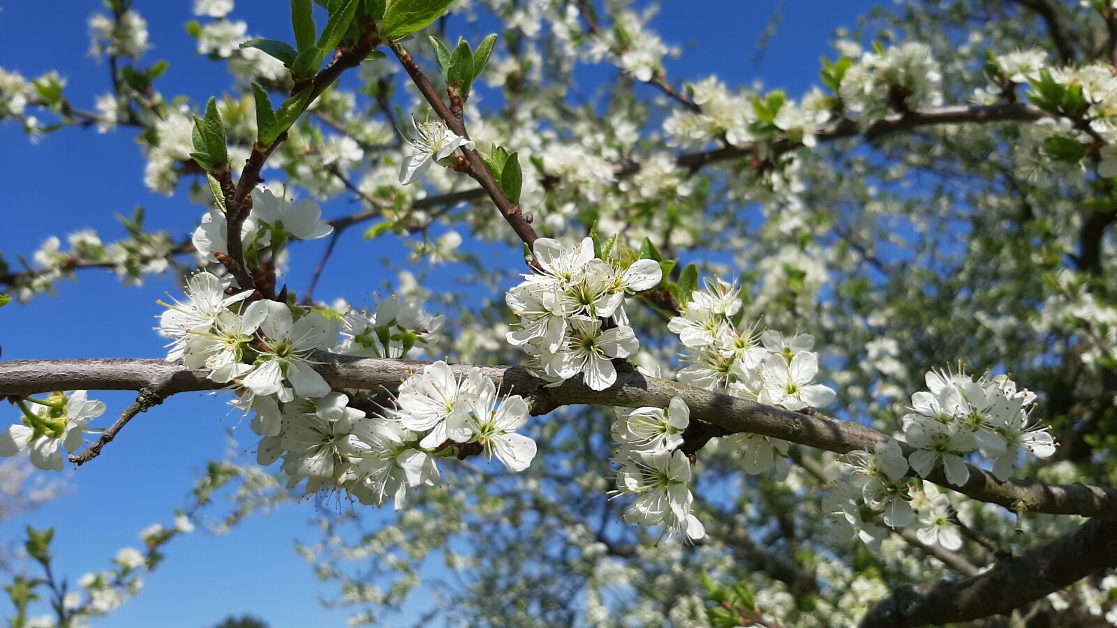 Samsung Galaxy A50 sample photo. Flowers, tree, orchard photography