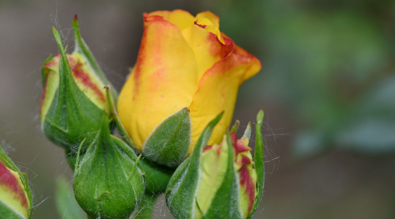 Nikon D5500 sample photo. Blurry, beautiful flowers, bloom photography
