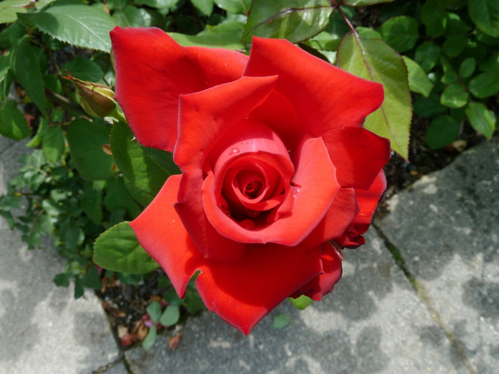 Panasonic Lumix DMC-ZS5 (Lumix DMC-TZ8) sample photo. Red rose, blossom, bloom photography