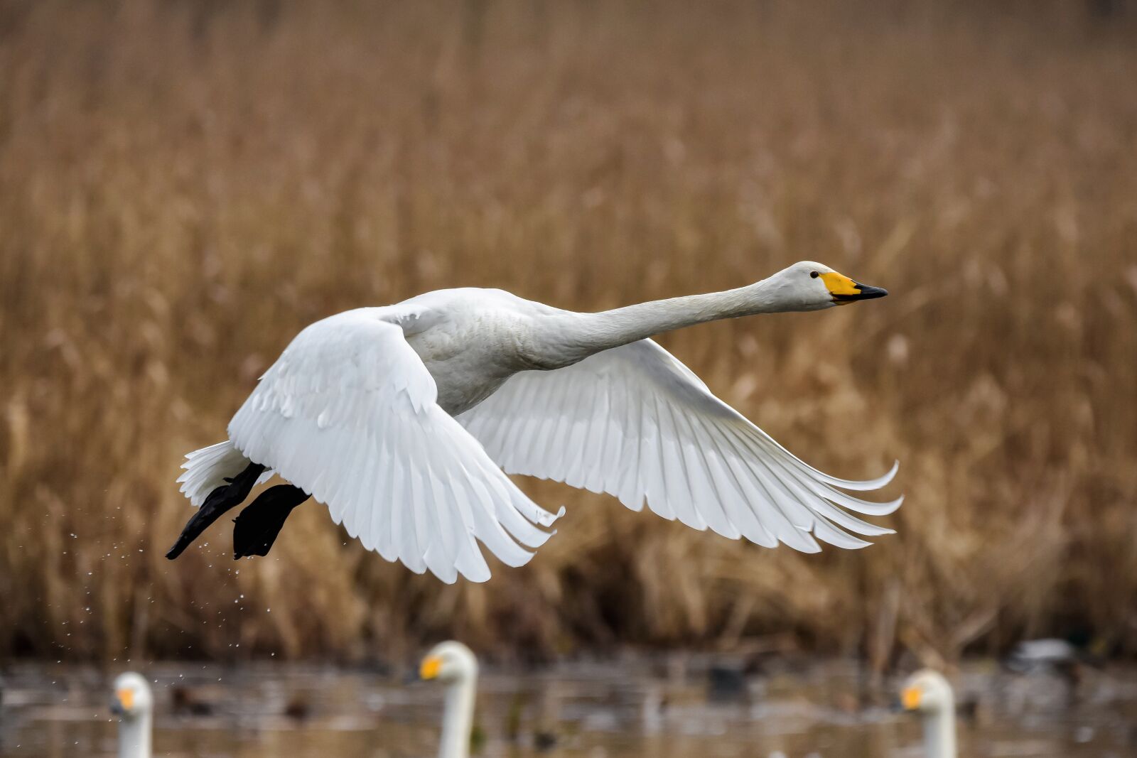 Nikon D7200 sample photo. Animal, pond, water photography
