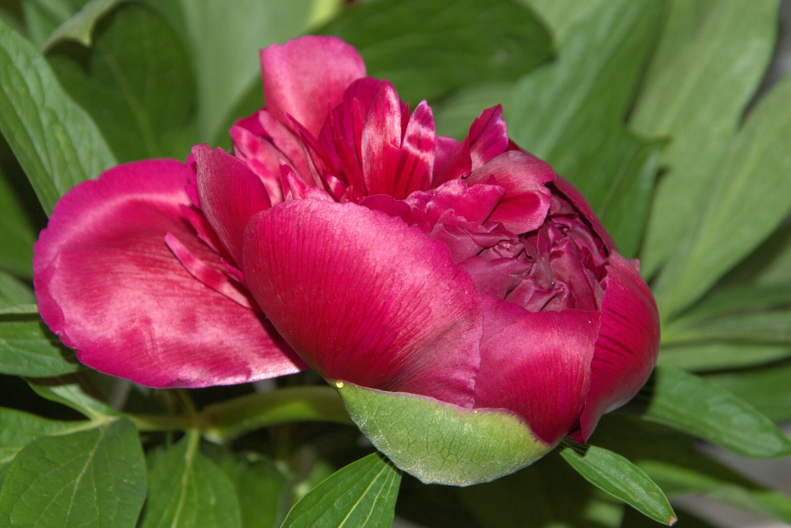 Nikon D3200 sample photo. Peony, blossom, bloom photography
