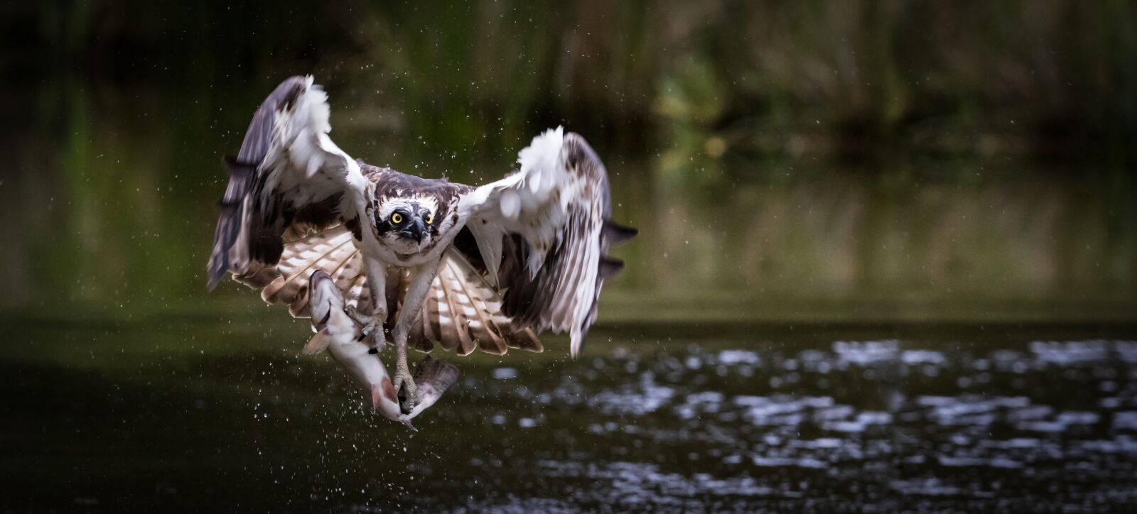 Canon EOS 7D Mark II sample photo. Osprey, water, trout photography