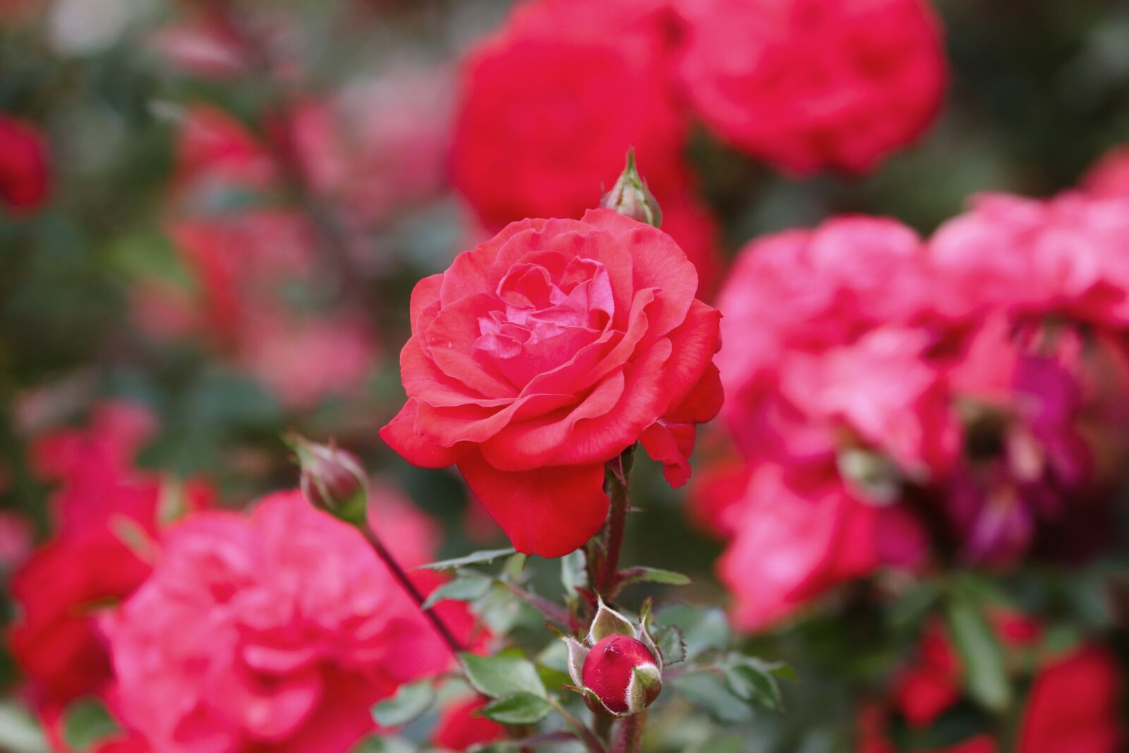 Canon EOS 200D (EOS Rebel SL2 / EOS Kiss X9) sample photo. Roses, bush, rose hedge photography