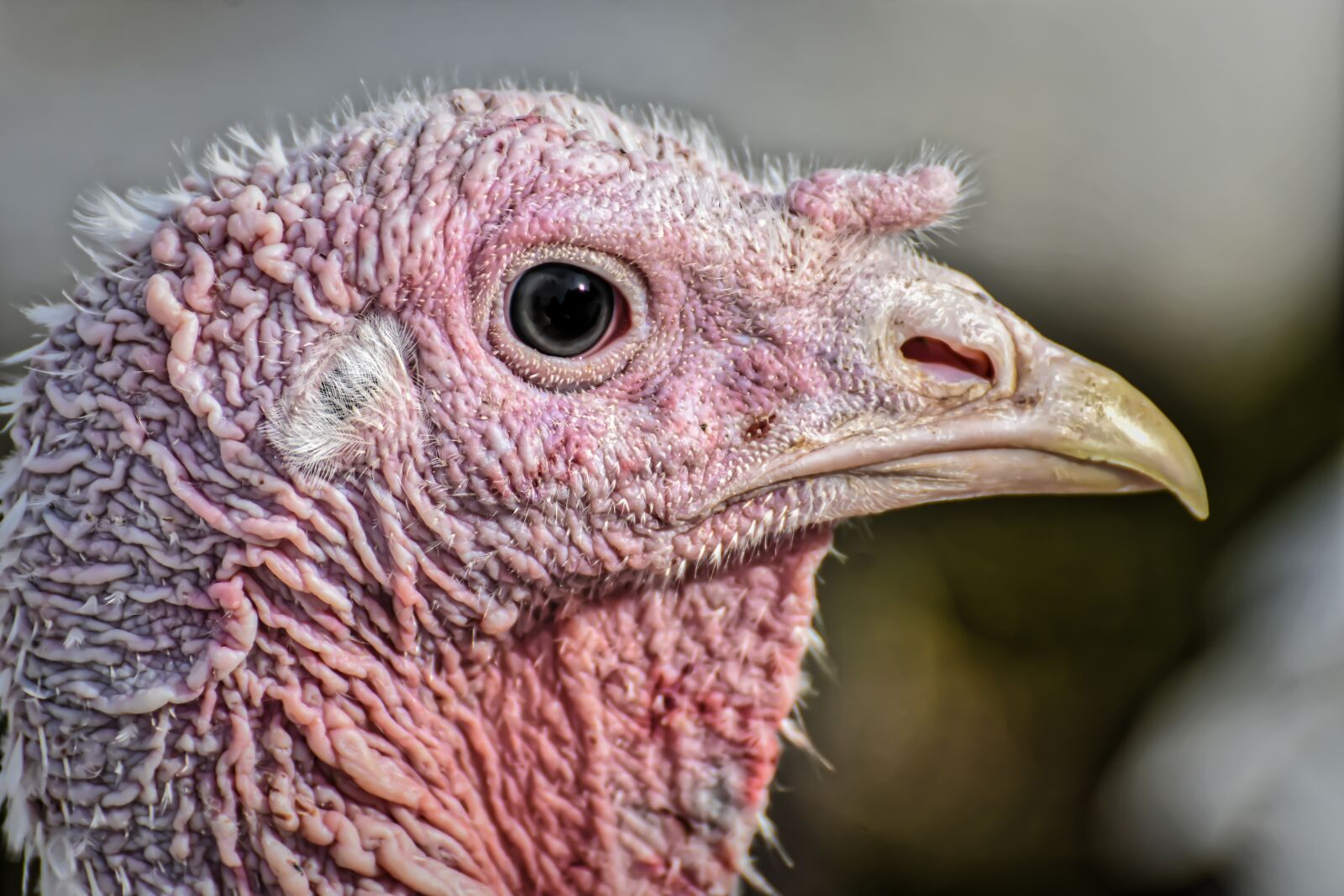 Nikon D7200 sample photo. Turkeys, birds, poultry photography