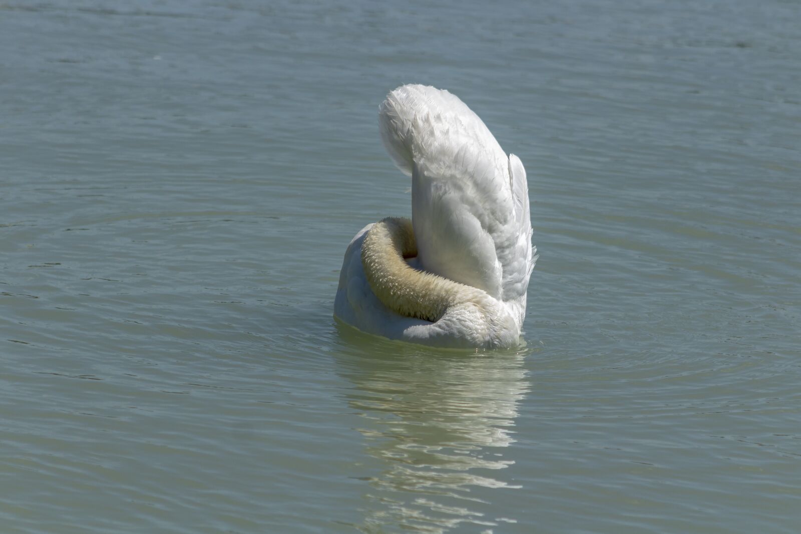 Canon EOS 1300D (EOS Rebel T6 / EOS Kiss X80) + EF75-300mm f/4-5.6 sample photo. Swan, bird, waterfowl photography