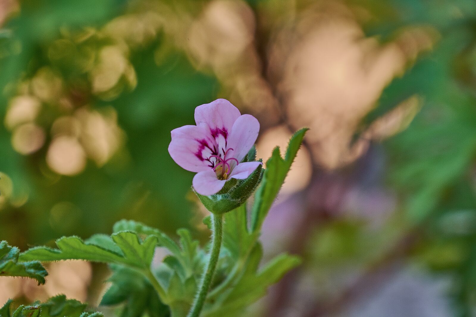 Nikon D7200 sample photo. Geranium lemon, flowering, petals photography