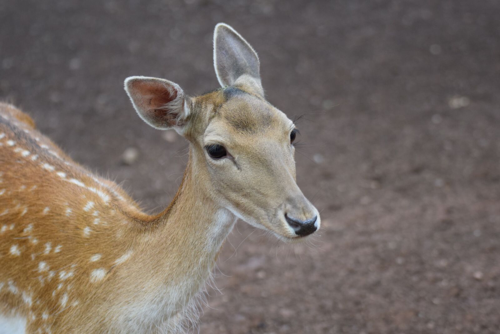 Nikon D3300 sample photo. Roe deer, animals, wild photography