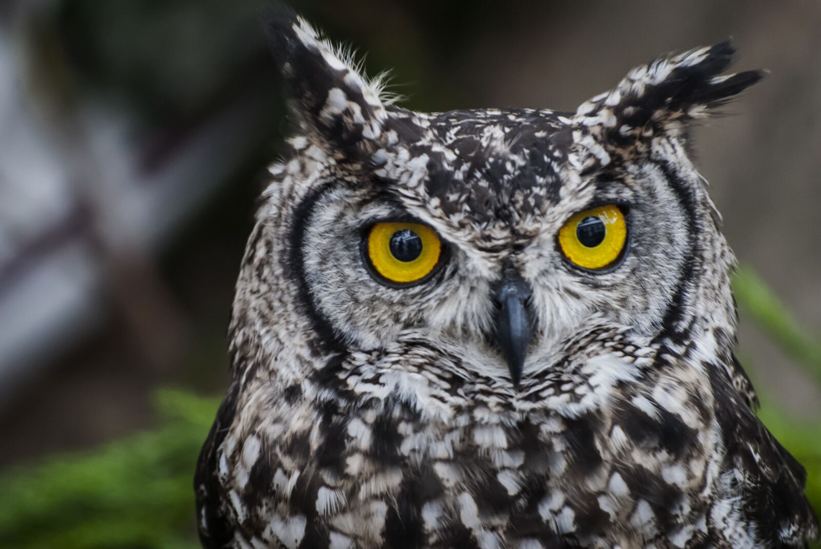 Nikon D3000 sample photo. Owl, nature, bug photography