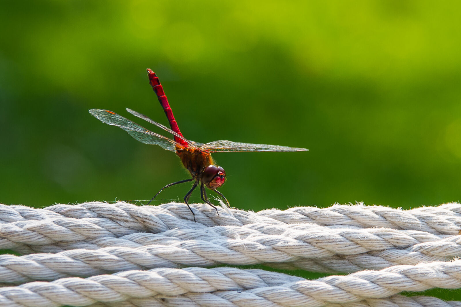 Sigma 17-70mm F2.8-4 DC Macro OS HSM sample photo. Dragonfly, hammock, insect, rope photography