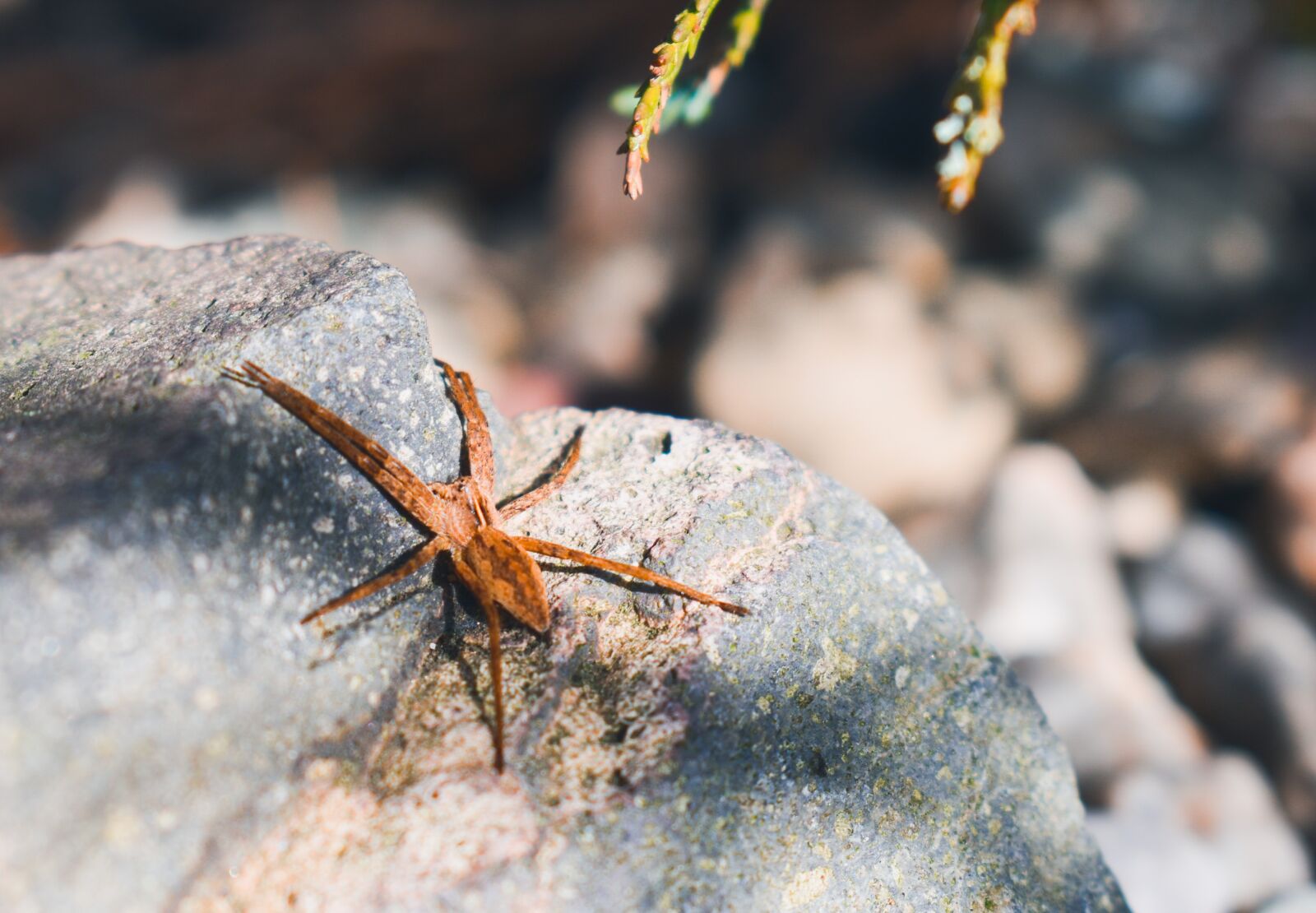 Nikon D3500 sample photo. Nature, spider, tarantula photography