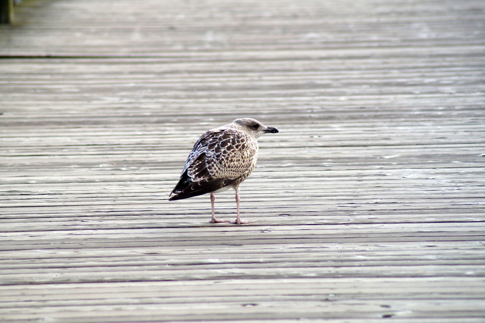 Sony SLT-A58 sample photo. Bird, seagull, water bird photography