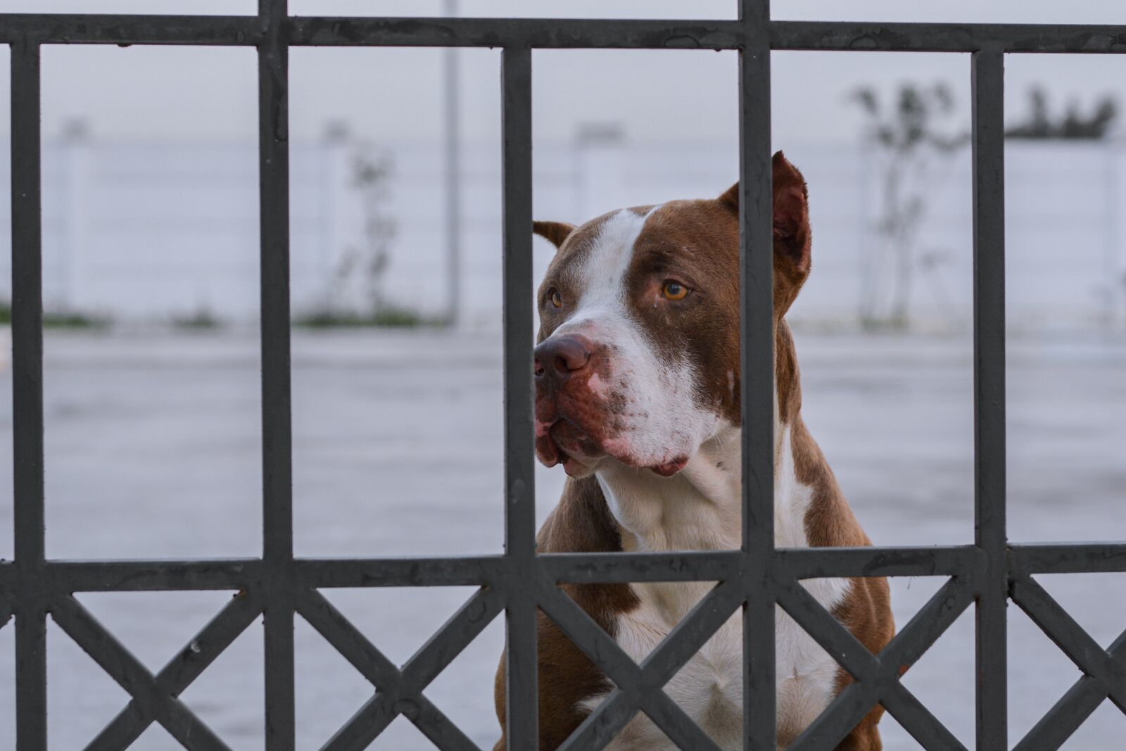 Nikon D7100 sample photo. Dog, sad, pet photography