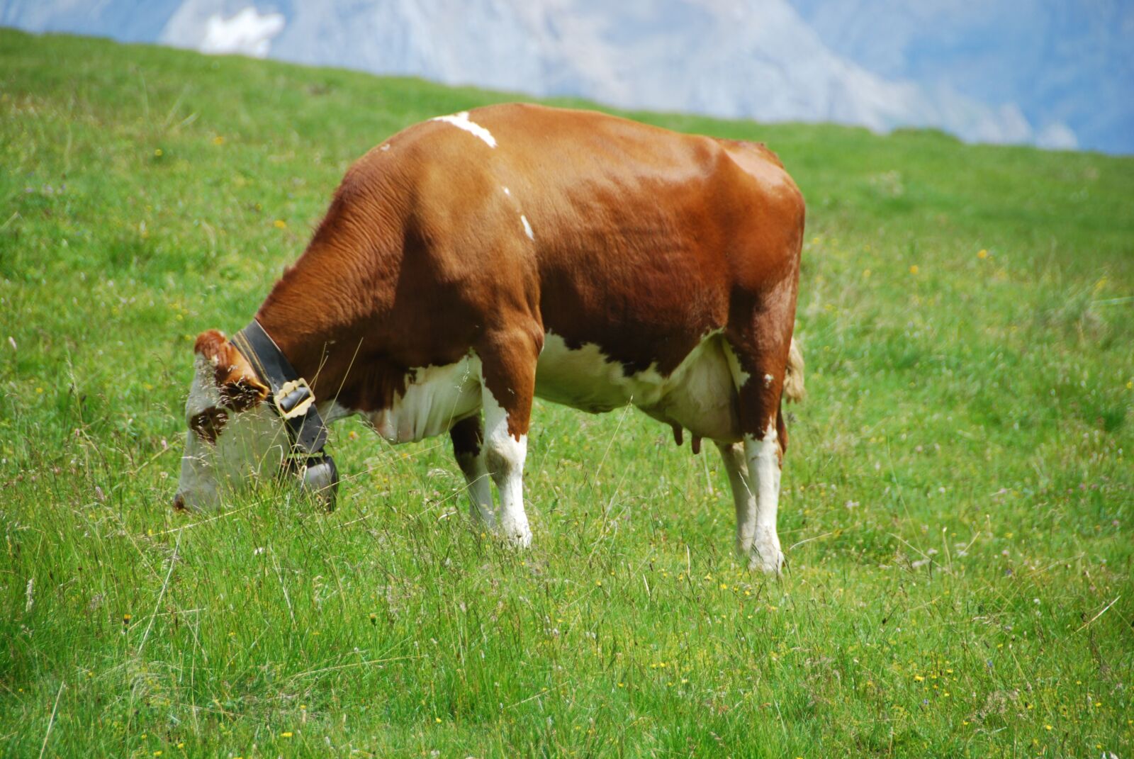 Nikon D80 sample photo. Cow, pasture, prato photography