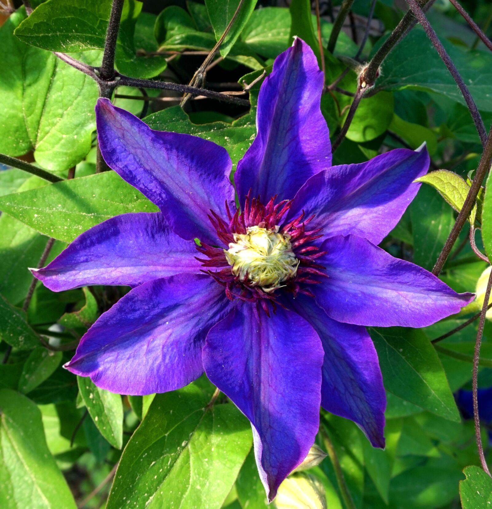 Sony Alpha a5000 (ILCE 5000) sample photo. Clematis, flower, plant photography
