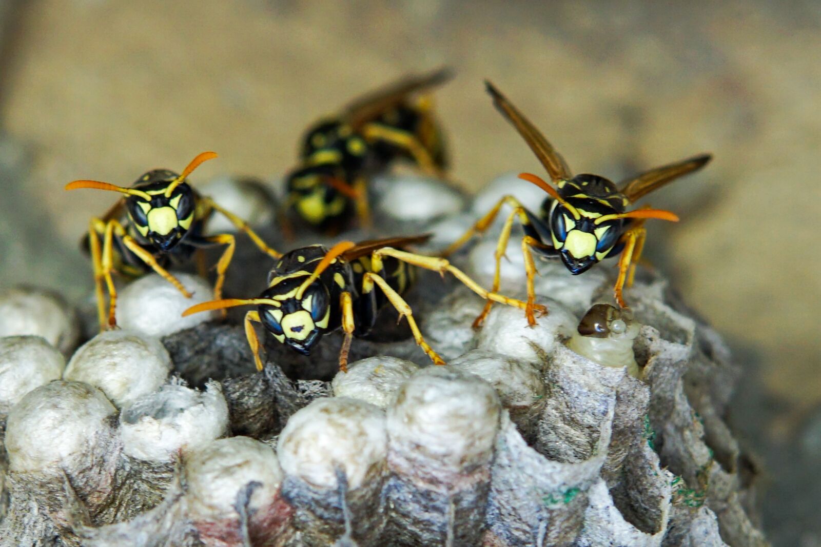 30mm F1.4 DC DN | Contemporary 016 sample photo. Insect, wasp, field wasp photography