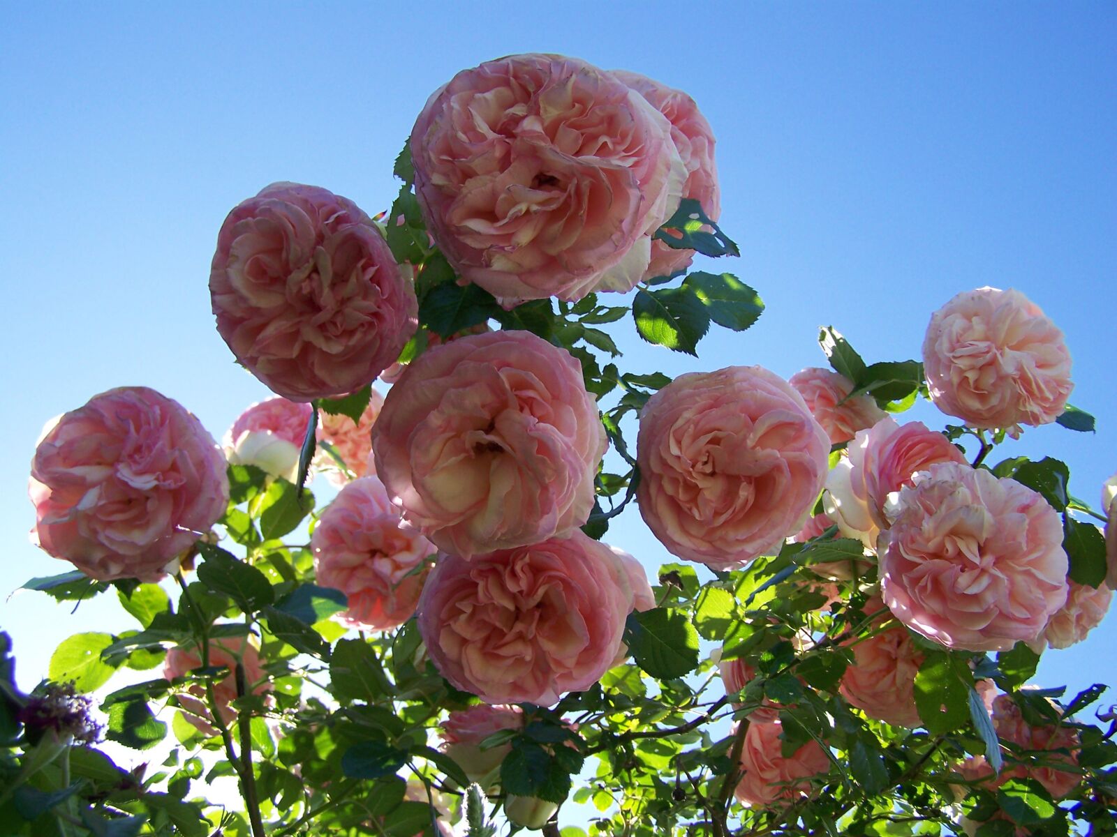 Kodak EASYSHARE Z710 ZOOM DIGITAL CAMERA sample photo. Rose, rosa, flowers photography