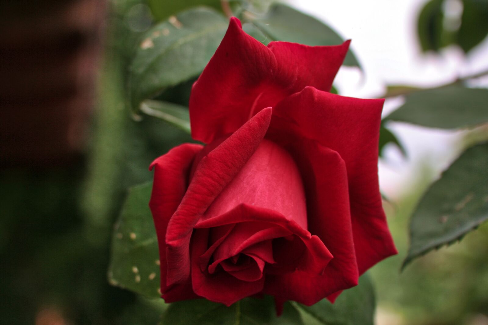 Canon EOS 350D (EOS Digital Rebel XT / EOS Kiss Digital N) sample photo. Rose, red, flower photography