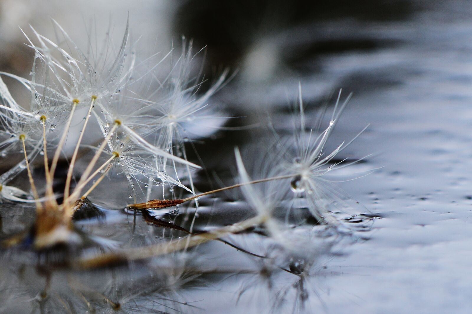 Nikon D3200 sample photo. Dandelion, plant, mirroring photography