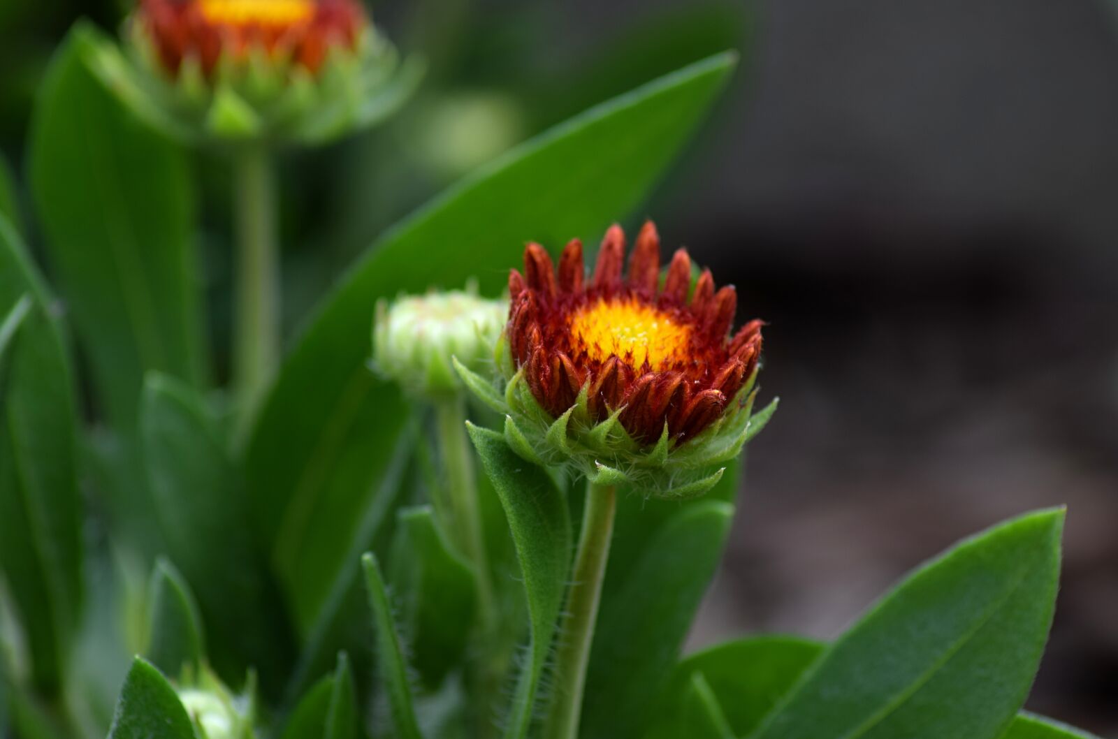 Nikon D5300 sample photo. Garden flower, perennial, garden photography