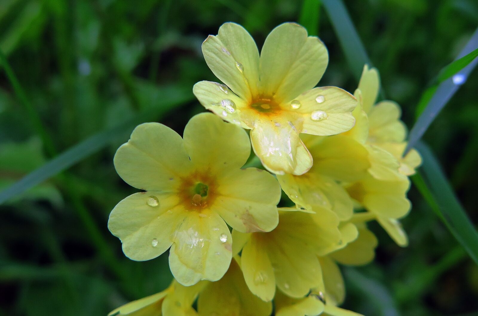 Canon PowerShot G16 sample photo. Flowers, yellow, raindrop photography