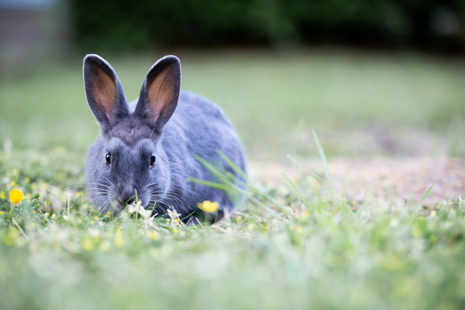 Canon EOS 6D sample photo. Bunny, rabbit, grass photography