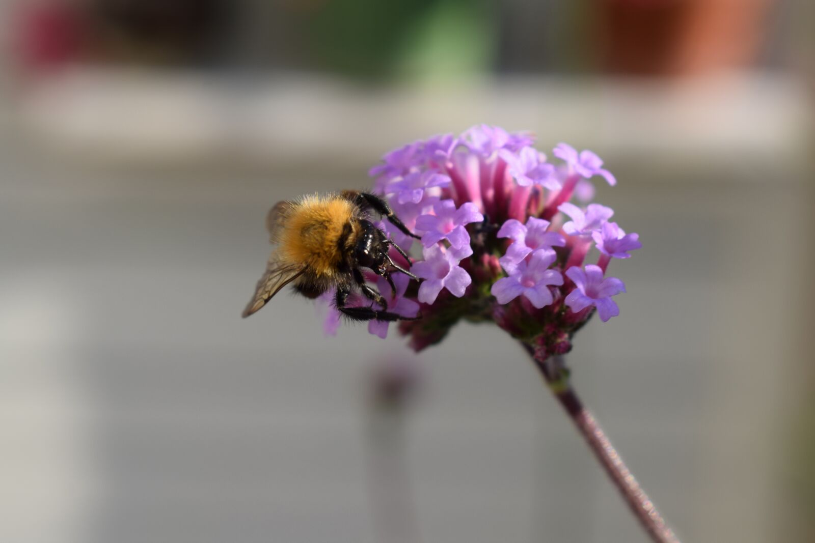 Nikon D3300 sample photo. Bumblebee, verbena, purple photography