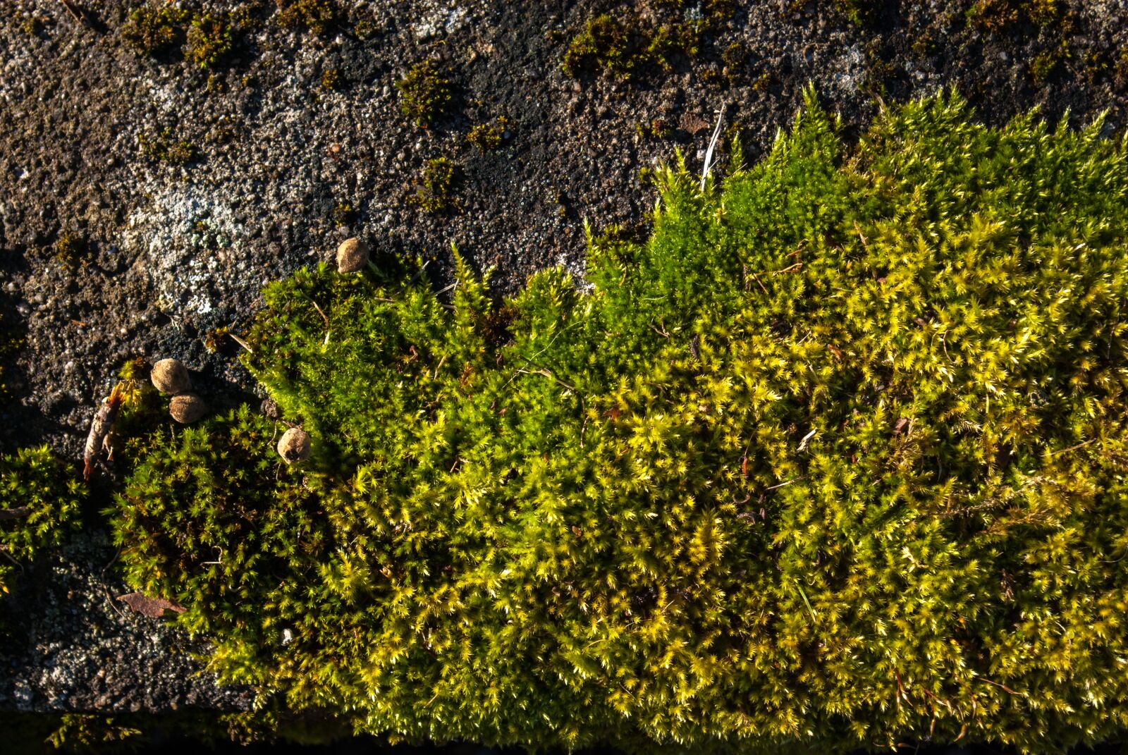 Pentax K10D + Pentax smc DA 18-55mm F3.5-5.6 AL sample photo. Lichen, moss, stone photography