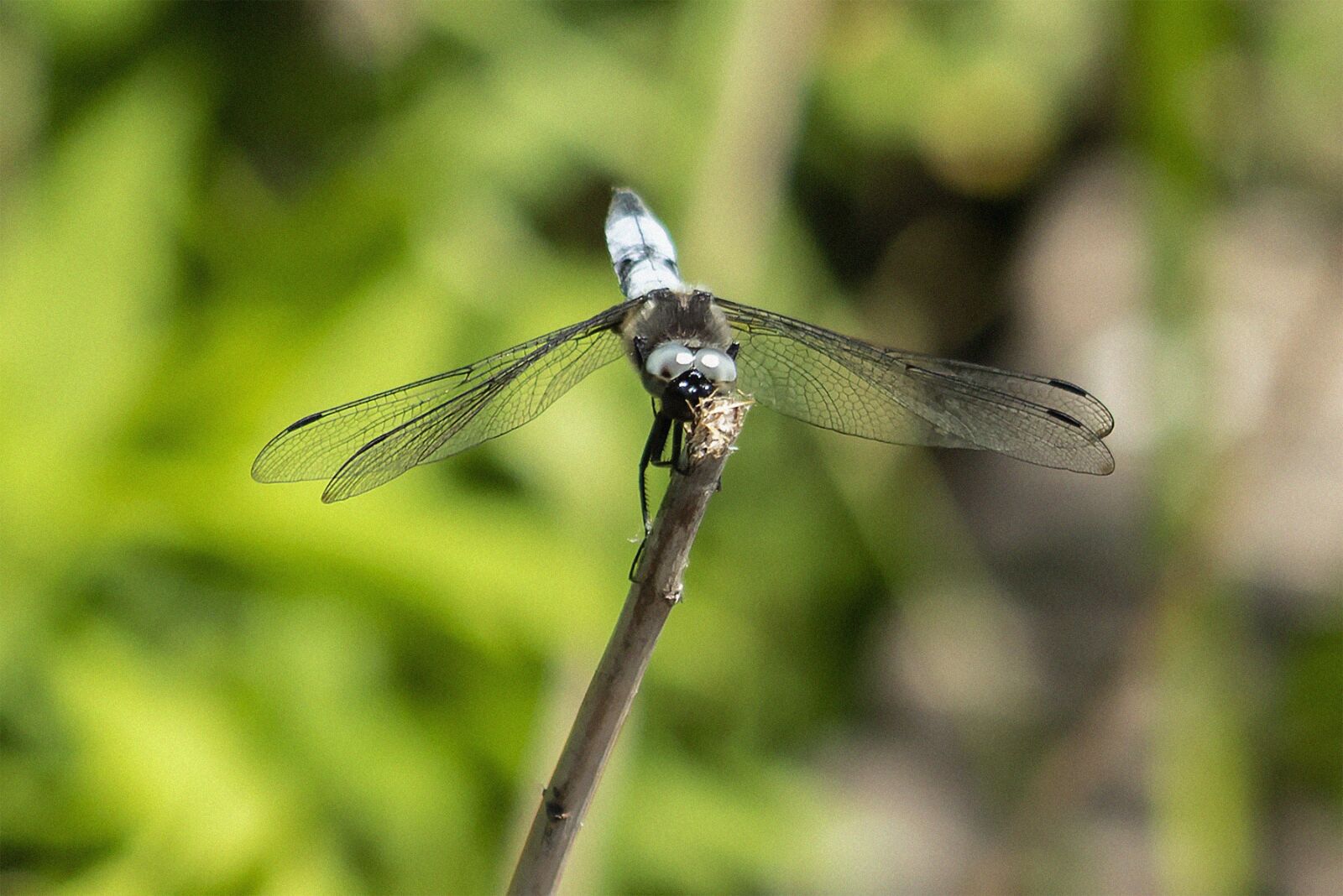Canon EF75-300mm f/4-5.6 sample photo. Dragonfly, insect, predator photography