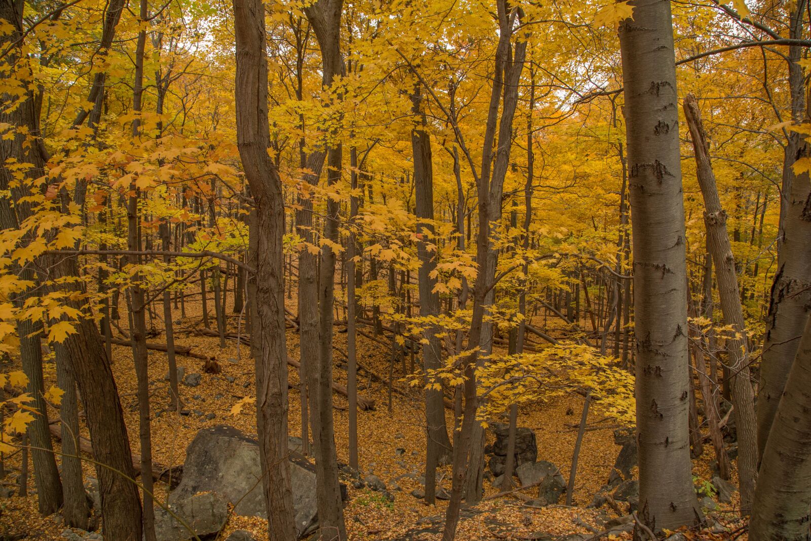 Canon EOS 6D + Canon EF 24-105mm F4L IS USM sample photo. Woods, trees, yellow photography